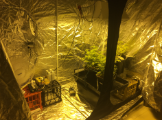 Cannabis grow room 1