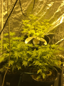 Cannabis grow room 2