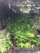 81 Cannabis plants seized - Batchelor