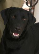 Police Dogs Bust Incoming Drugs - Darwin