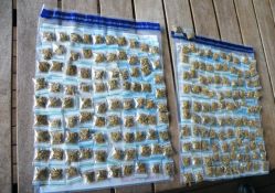 Drugs Seized - Darwin