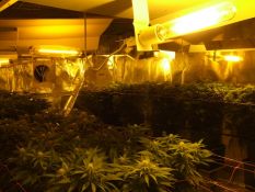 33 cannabis plants seized - Darwin