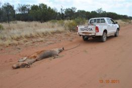 Firearms offences - Alice Springs