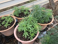 Commercial cannabis seizure - Tennant Creek