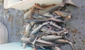 Commercial Fisherman convicted and fined - Charles Point Reef Fish Protection Area