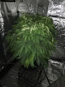 Police seize cannabis – Wulagi