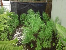 Cannabis plants seized - Wagaman