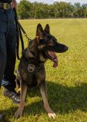 Police dog graduate apprehends alleged offenders