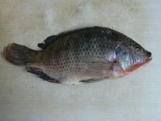 Noxious fish species - Darwin