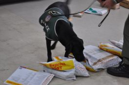 Drug Detector Dogs Do It Again - Darwin Airport