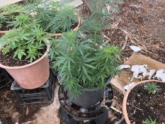 Commercial cannabis seizure - Tennant Creek