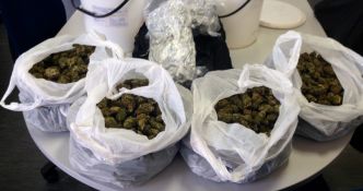 Cannabis Seized - Mataranka