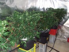 33 cannabis plants seized - Darwin