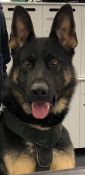 Charges - Police dog assaulted -Alice Springs