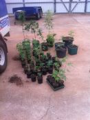 81 Cannabis plants seized - Batchelor