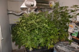 Cannabis Plants Seized – Man Charged – Alice Springs