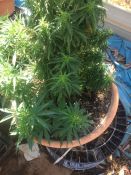 103 Cannabis plants seized during a search of a property in Tennant Creek yesterday