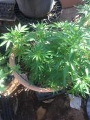 Someone's got a green thumb! Tennant Creek Police conducted a search warrant on a property in Tennant Creek yesterday where they located an abundance of cannabis plants.