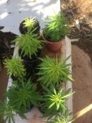 Some of the many cannabis plants seized by Tennant Creek Police during a search warrant yesterday.