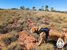 Drug Detection Dog Callen sniffing out illicit substances in scrubland