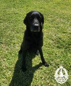 Drug Dog Diesel