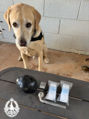 Drug Detection Dog Rafa