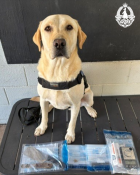 Drug Dog Swift aka Tay Tay