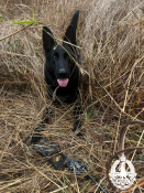 PD Drax