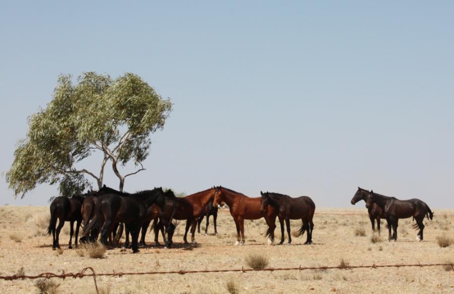 Horses at Alpurrurulam